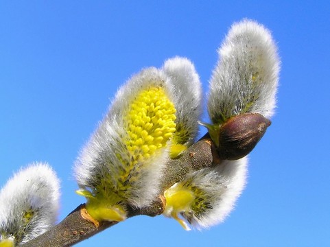 小貓