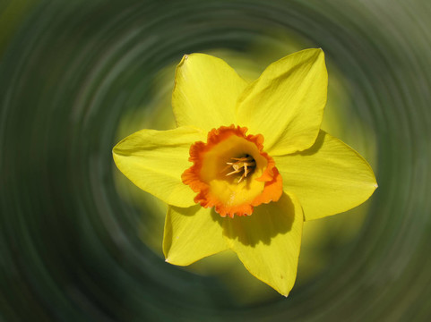 水仙花