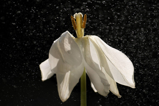 花卉