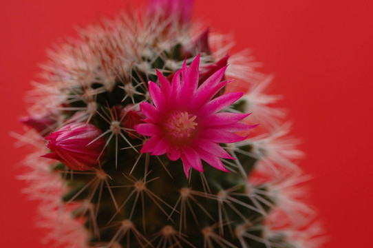 仙人掌花