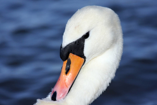 H？ckerschwan10