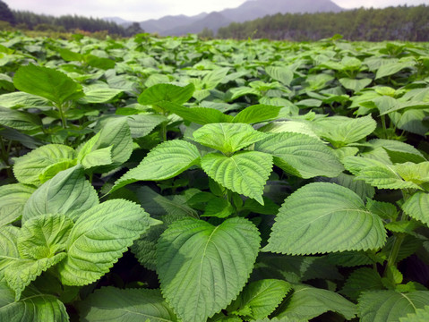 大片蘇子葉