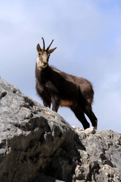 gamsbock