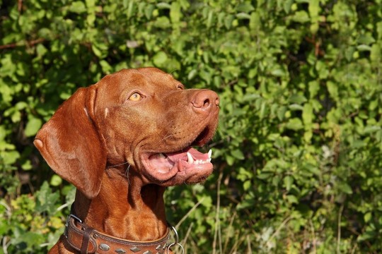hundeportrait