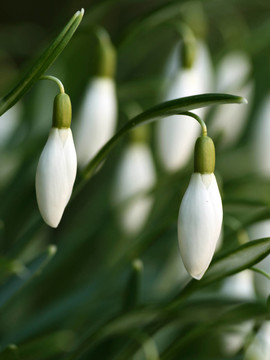 雪花蓮（Galanthus nivalis）