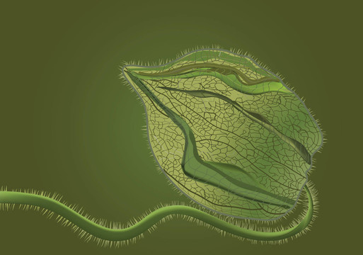 綠色燈籠在綠色的插圖