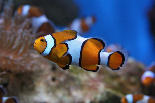 橙色環(huán)的小丑魚