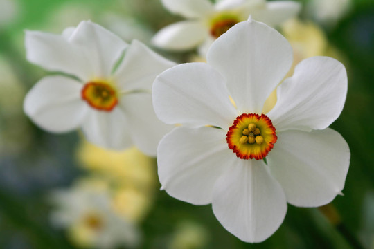 水仙花
