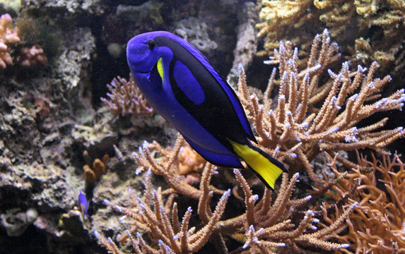 paracanthurus