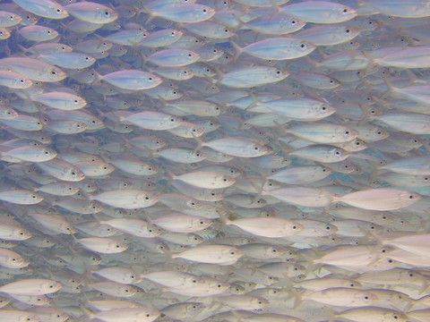 魚