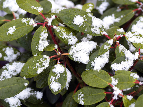 雪