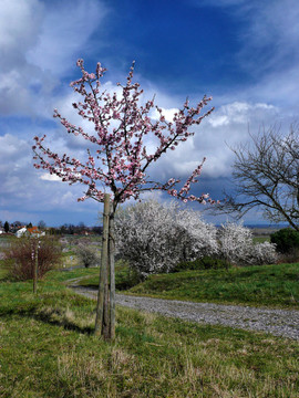 開(kāi)花