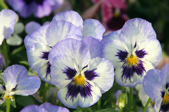 花園里的花