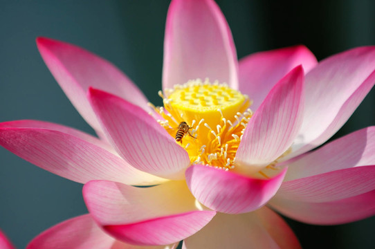 花卉