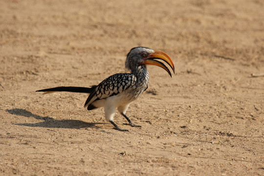 gelbschnabeltoko（黃嘴犀鳥）