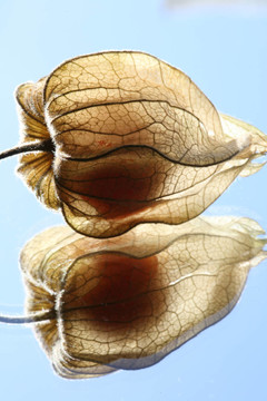 physallis