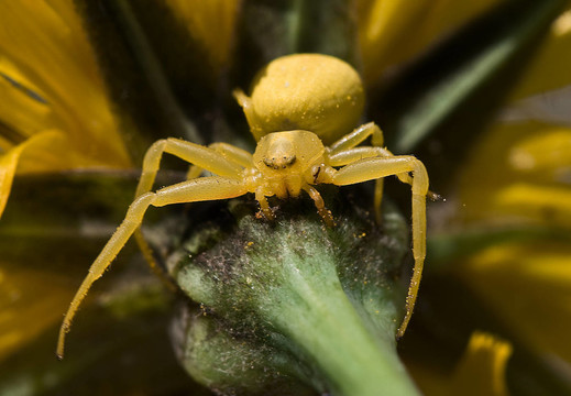 krabbenspinne