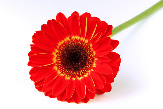 gerbera 01