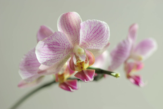 orchideenrispe