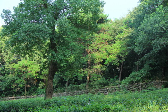 岳麓山茶園