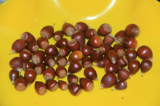 錐栗子毛栗子