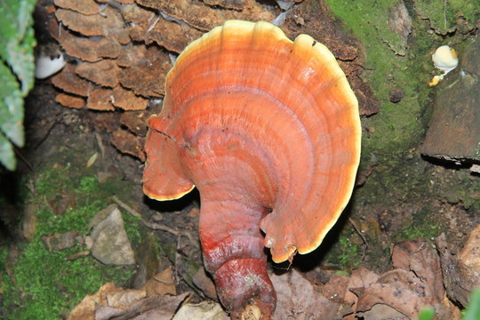 野生靈芝