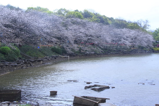 湖南省植物園櫻花