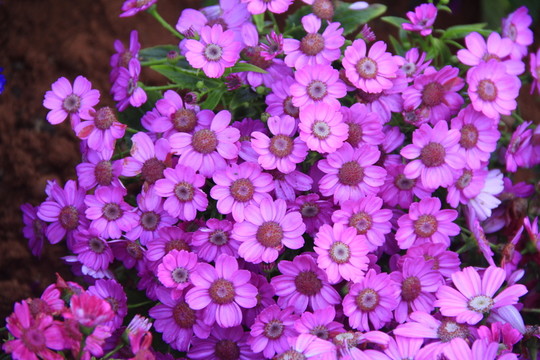 富貴菊