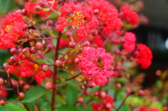 紫薇花