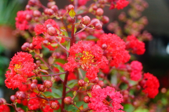 紫薇花