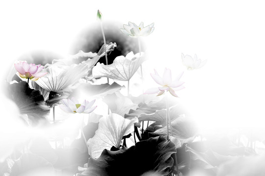 裝飾畫(huà)荷花