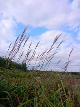 天空 云彩 草叢