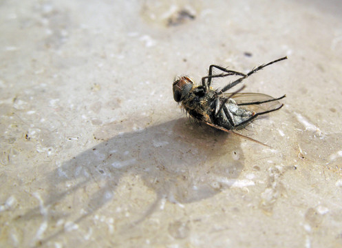 死蒼蠅