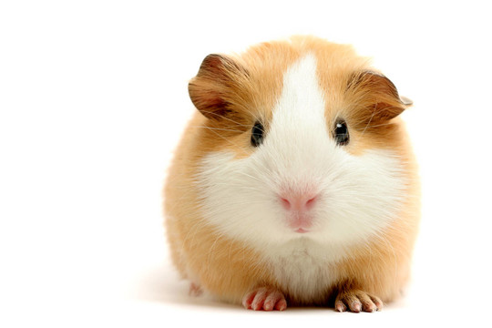 動物