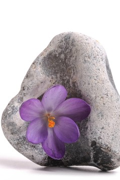 花坦