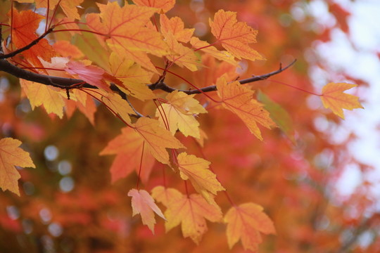 美國(guó)紅楓