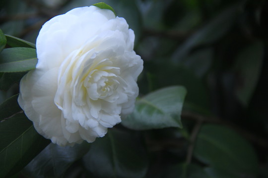 白色山茶花