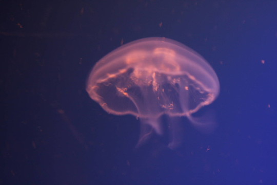 水母