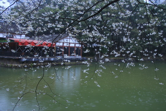 櫻花雨