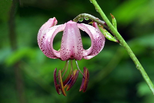 花卉