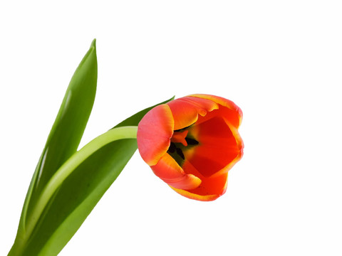 花卉