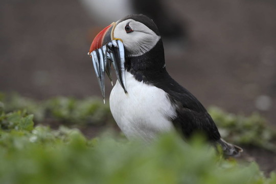 papagaitaucher（Fratercula arctica）