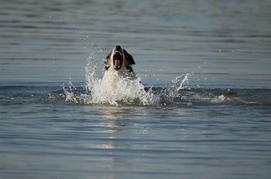 水犬我