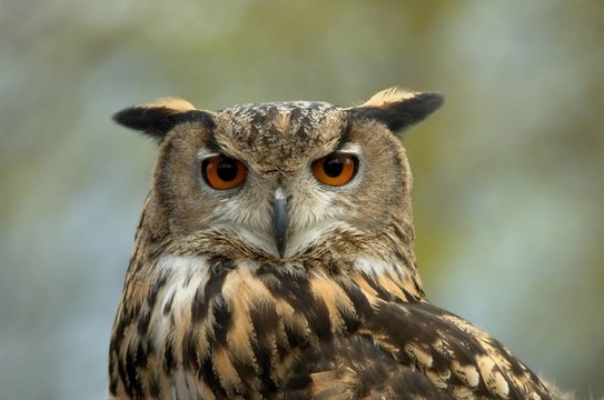 uhuportrait