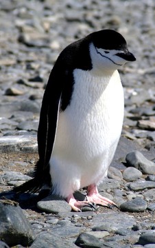 auruhen