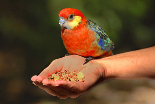 handzahm
