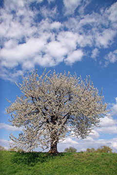 traumzauberbaum