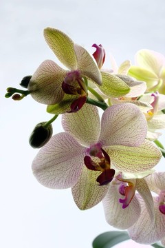 白蘭花