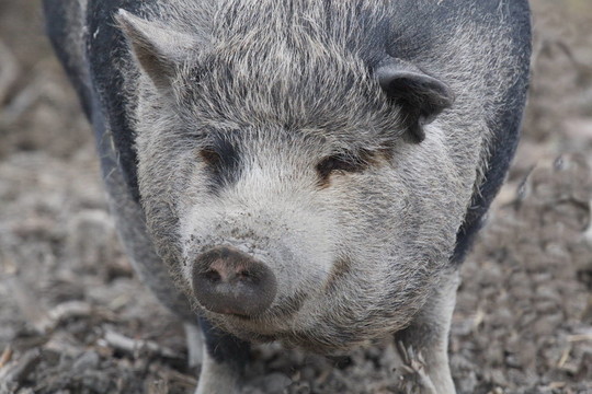 wollschwein