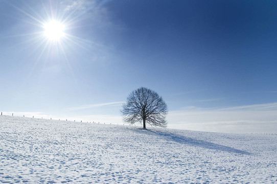 winter tree
